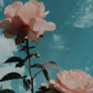 Meet your Posher, Amelia